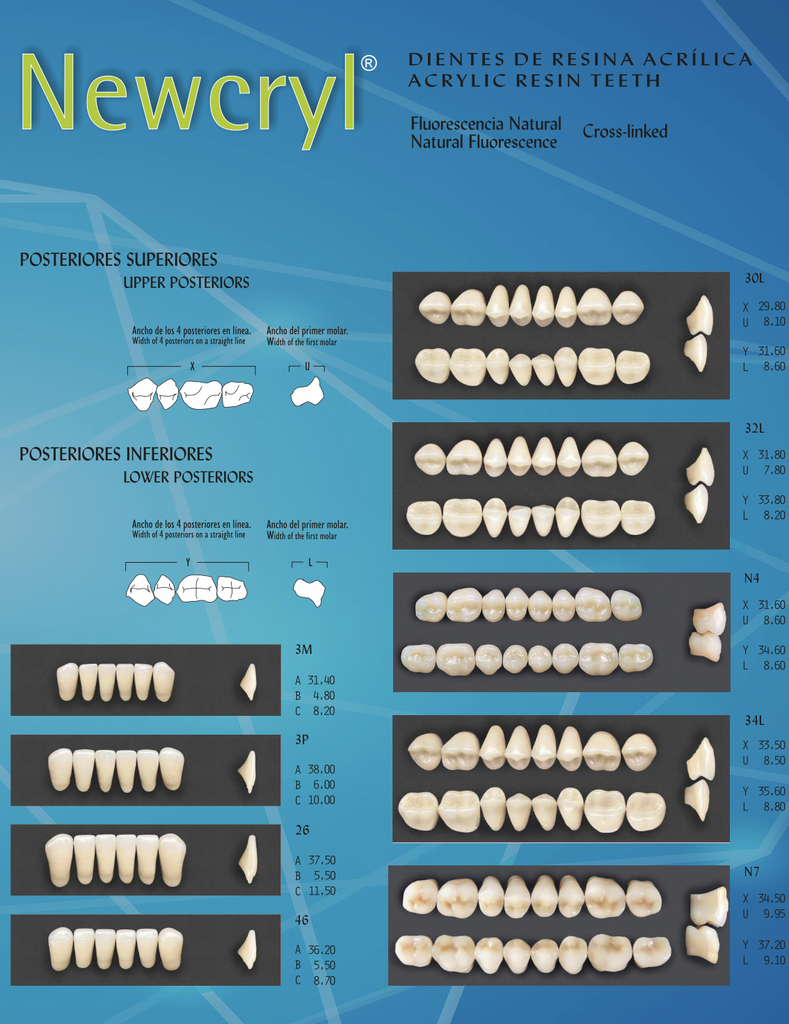 Dientes Acrílicos Newcryl® - NEW STETIC - Imagen 2